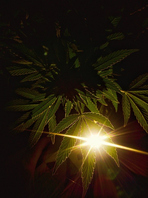 cannabis