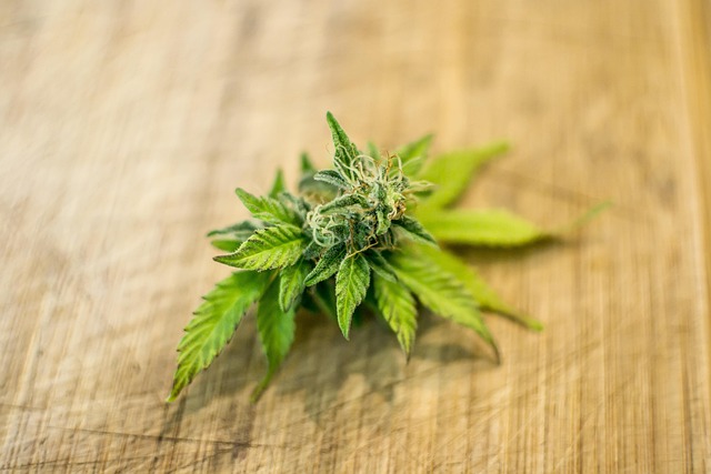 cannabis