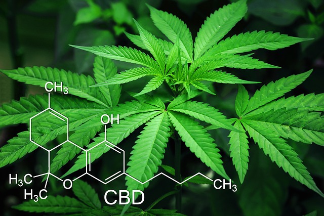 cannabis