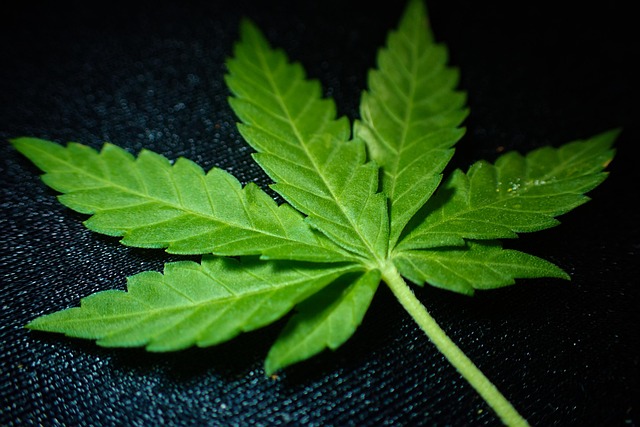 cannabis