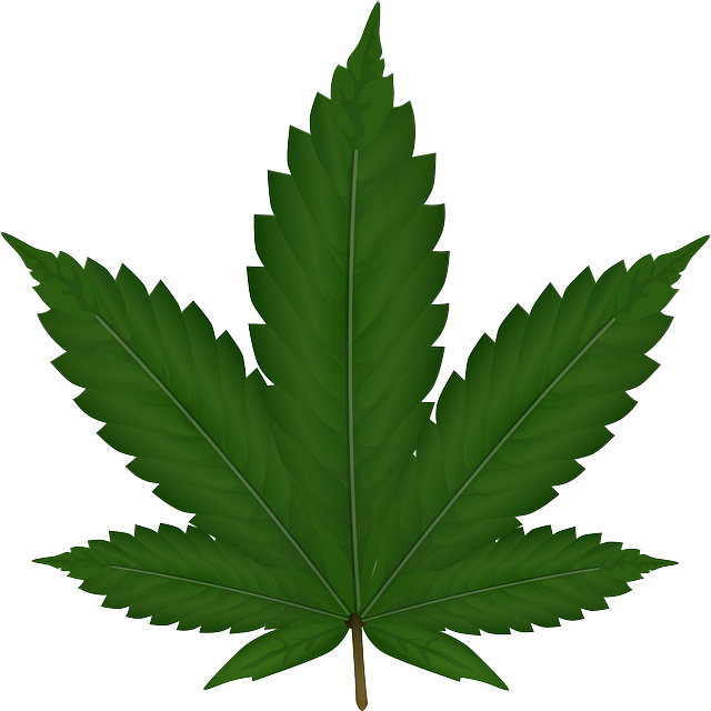 cannabis