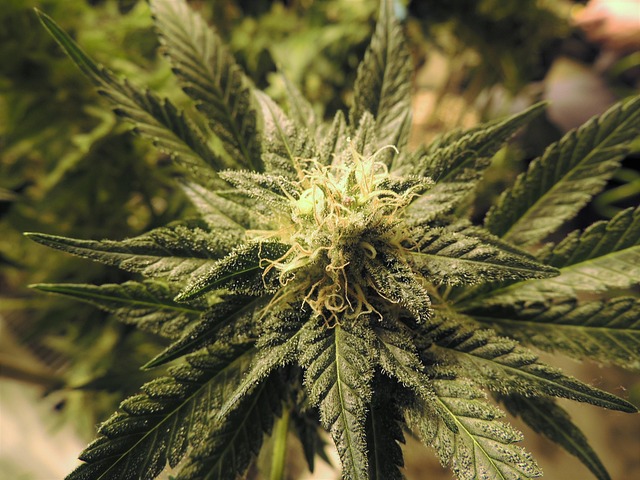 cannabis