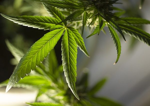 cannabis-640x480-28856525.jpeg