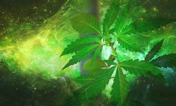 cannabis-640x480-34769058.jpeg