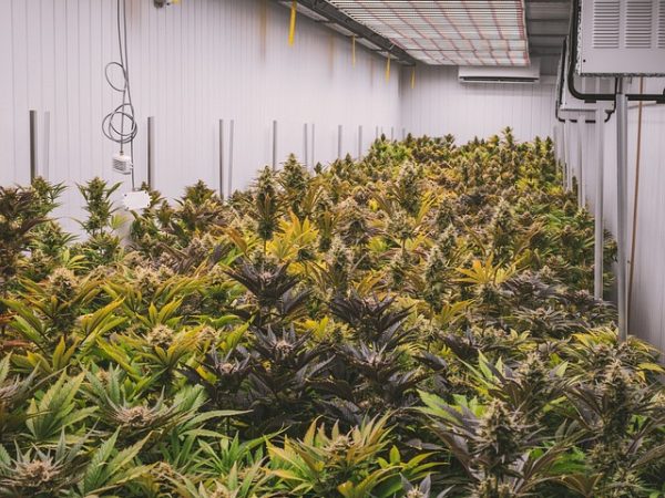 cannabis-640x480-37045045.jpeg