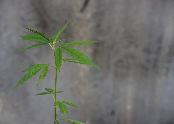 cannabis-640x480-6282968.jpeg