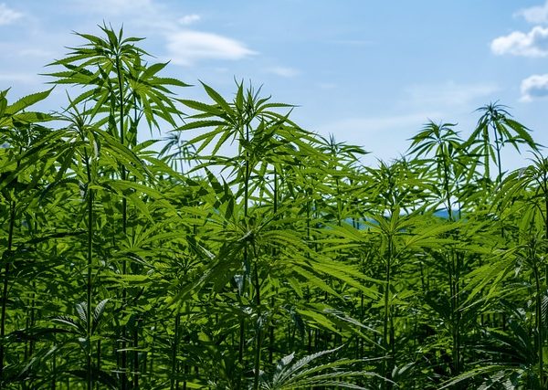 cannabis-640x480-76632147.jpeg