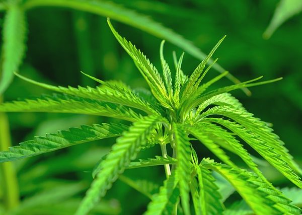 cannabis-640x480-85821222.jpeg