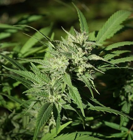 cannabis-640x480-93436975.jpeg