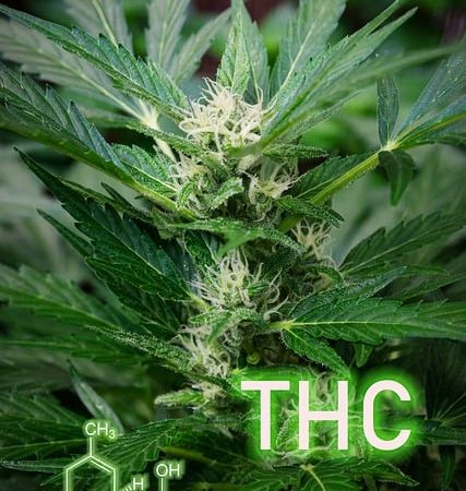 cannabis-640x480-95214692.jpeg
