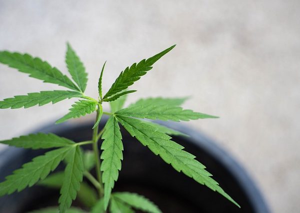 cannabis-640x480-61562729.jpeg