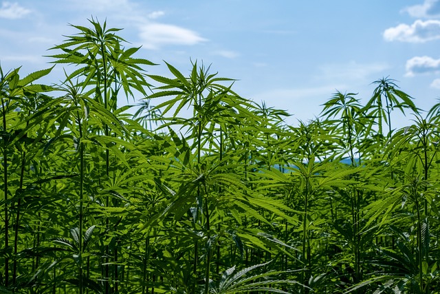 cannabis-640x480-83150337.jpeg