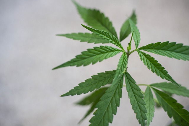 cannabis-640x480-86216823.jpeg