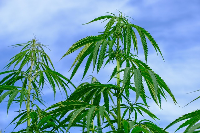 cannabis-640x480-17291845.jpeg