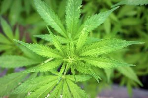 cannabis-640x480-32716519.jpeg