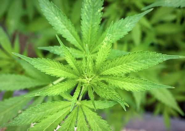 cannabis-640x480-32716519.jpeg