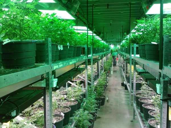 cannabis-640x480-36609519.jpeg