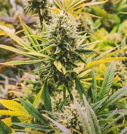 cannabis-640x480-72663869.jpeg