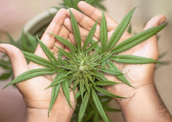cannabis-640x480-74146641.jpeg