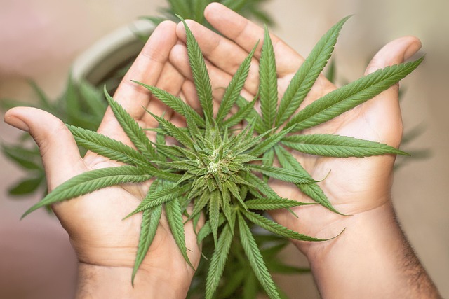 cannabis-640x480-74146641.jpeg
