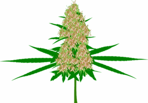 cannabis-640x480-1657817.png