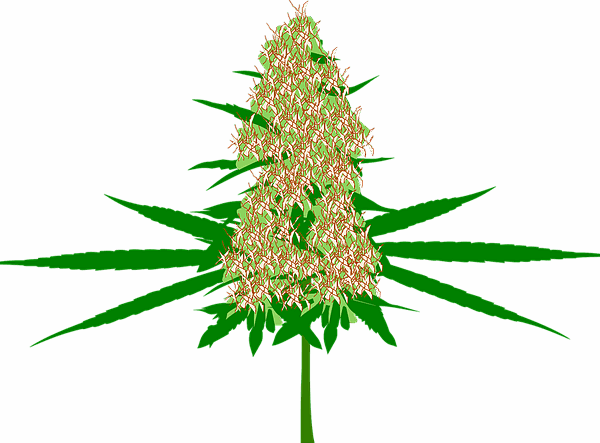 cannabis-640x480-1657817.png