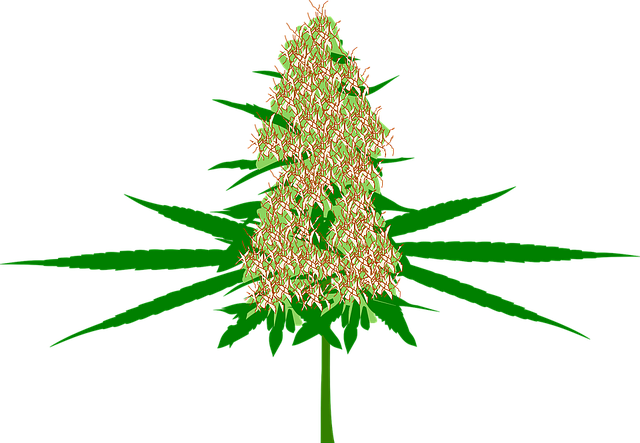 cannabis-640x480-1657817.png