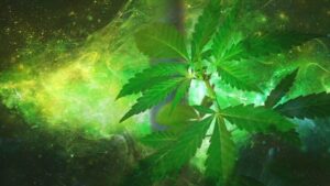 cannabis-640x480-18022240.jpeg