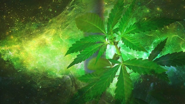 cannabis-640x480-18022240.jpeg