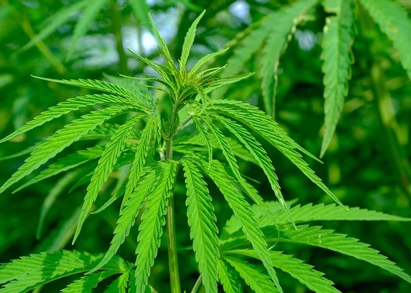 cannabis-640x480-30128534.jpeg