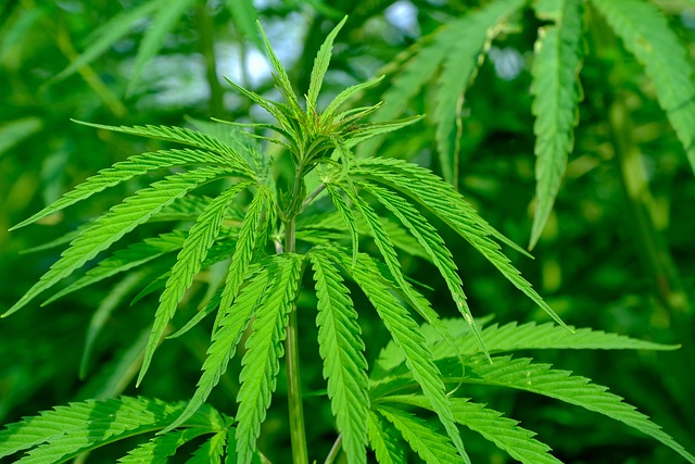 cannabis-640x480-30128534.jpeg