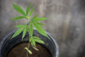 cannabis-640x480-59487261.jpeg