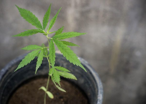 cannabis-640x480-59487261.jpeg
