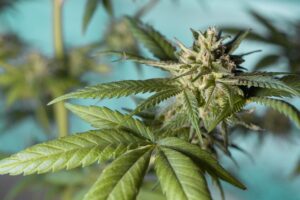 cannabis-640x480-67972653.jpeg