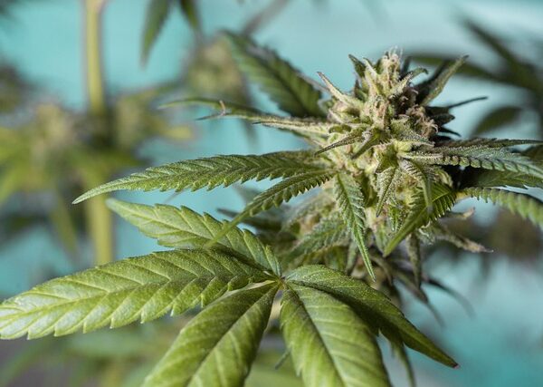 cannabis-640x480-67972653.jpeg
