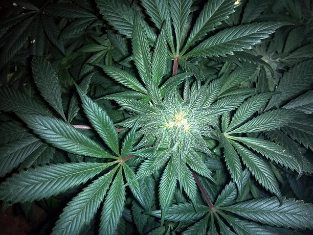 cannabis
