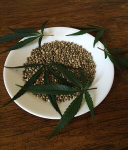 cannabis-640x480-77620932.jpeg