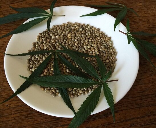 cannabis-640x480-77620932.jpeg
