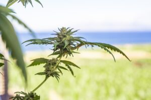 cannabis-640x480-90938913.jpeg