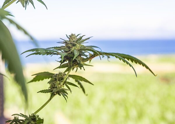 cannabis-640x480-90938913.jpeg