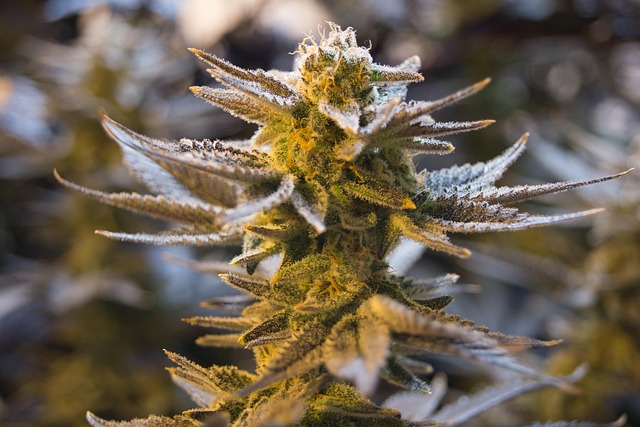 cannabis