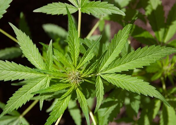 cannabis-640x480-33461976.jpeg