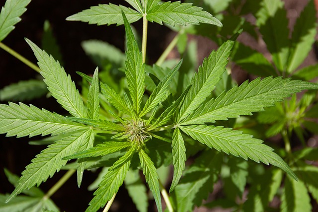 cannabis-640x480-33461976.jpeg