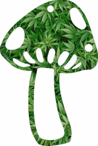 cannabis-640x480-76471507.png