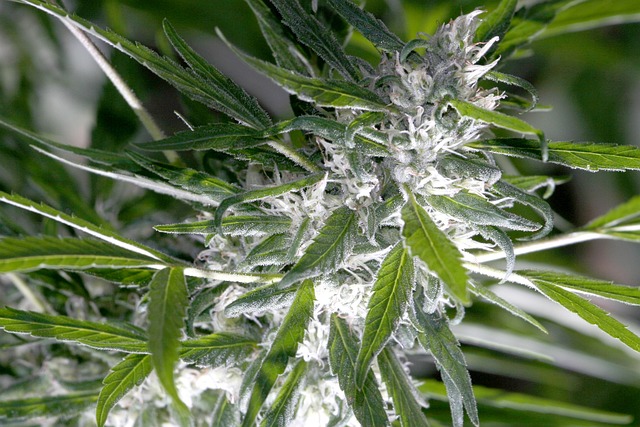 cannabis
