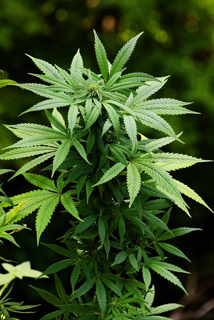 cannabis