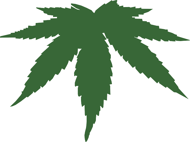 cannabis