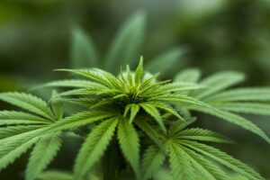 cannabis-640x480-98943926.jpeg