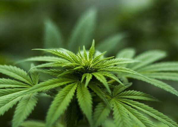cannabis-640x480-98943926.jpeg