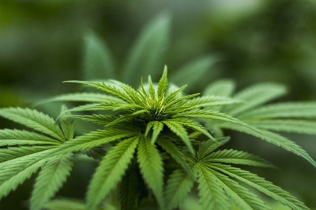 cannabis-640x480-98943926.jpeg